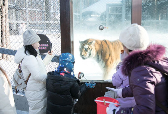 2026黑龙江哈尔滨伊春觅雪冰城独立/亲子冬令营(6天) 2026黑龙江哈尔滨伊春觅雪冰城独立/亲子冬令营(6天)