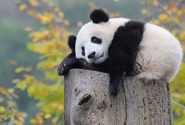 2026四川行走成都冬令营(6天) 2026四川行走成都冬令营(6天)